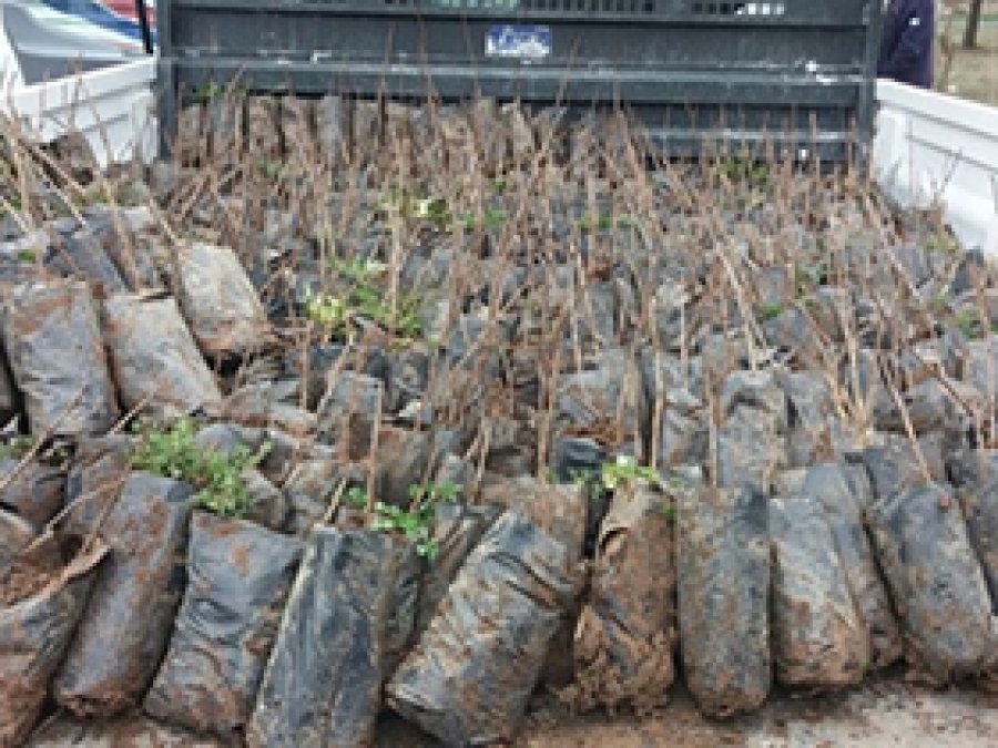 200 bin fıstık çöğürü dağıtıldı