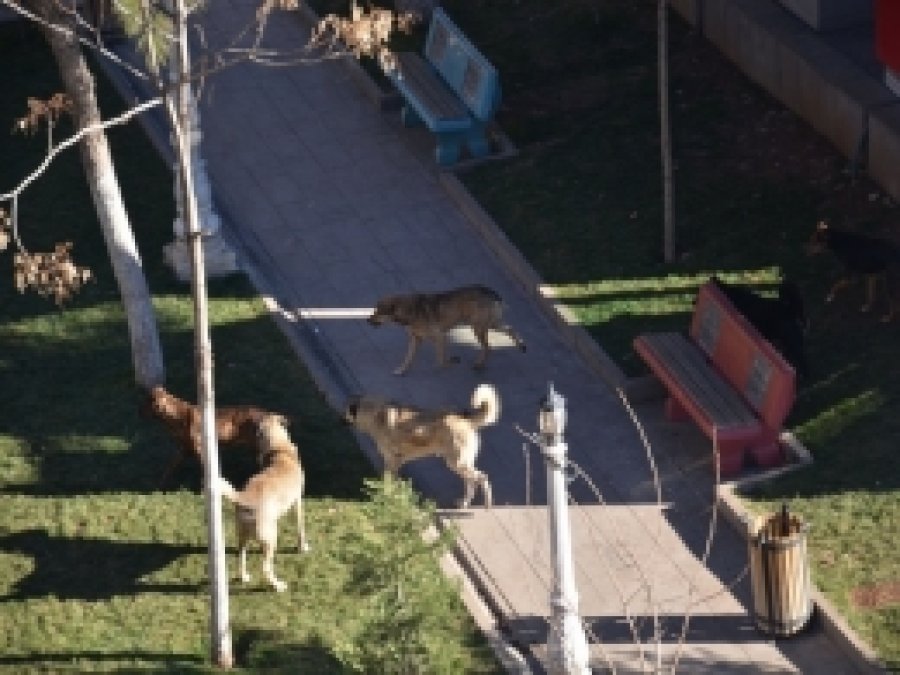Siverek Belediyesinden sokak köpeği açıklaması