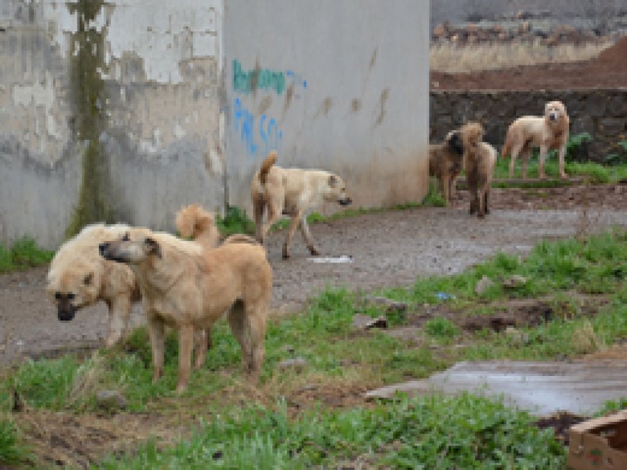 Başıboş köpekler mahalleliyi tedirgin ediyor  