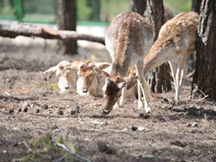 Türkiye'nin ilk safari parkı açılıyor