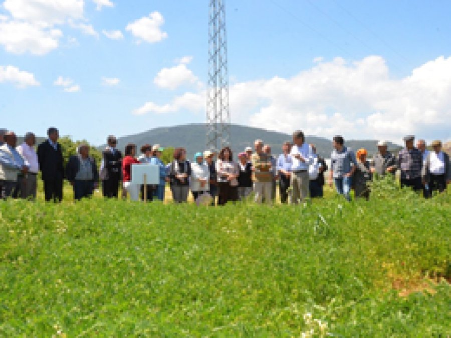Üreticiye alternatif soğuğa dayanıklı fiğ