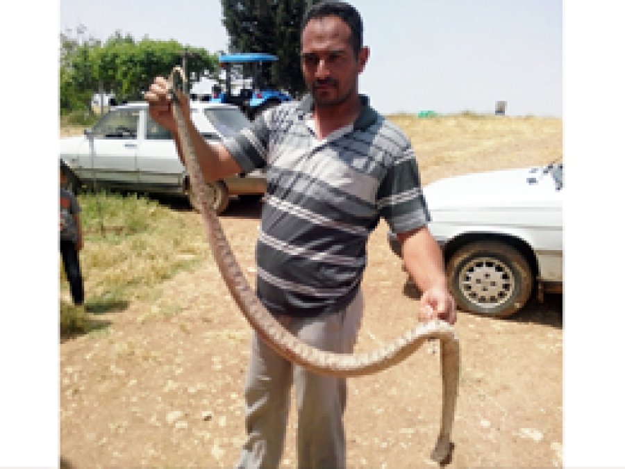Ceylanpınar’da 2 metre uzunluğunda yılan öldürüldü