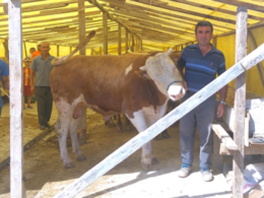İzmit pazarına kurbanlıklar geldi