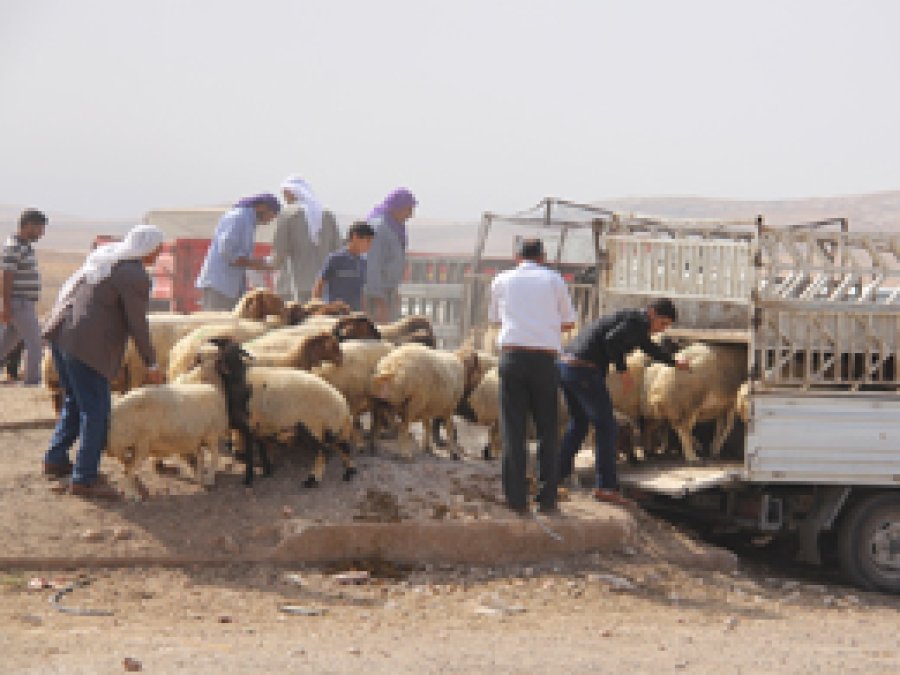 Şanlıurfa'da kurbanlıklar pazara indi