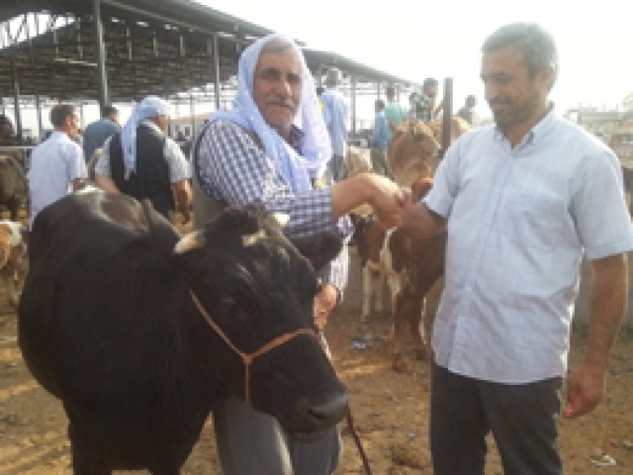 Ergani'de kurbanlıklar görücüye çıktı