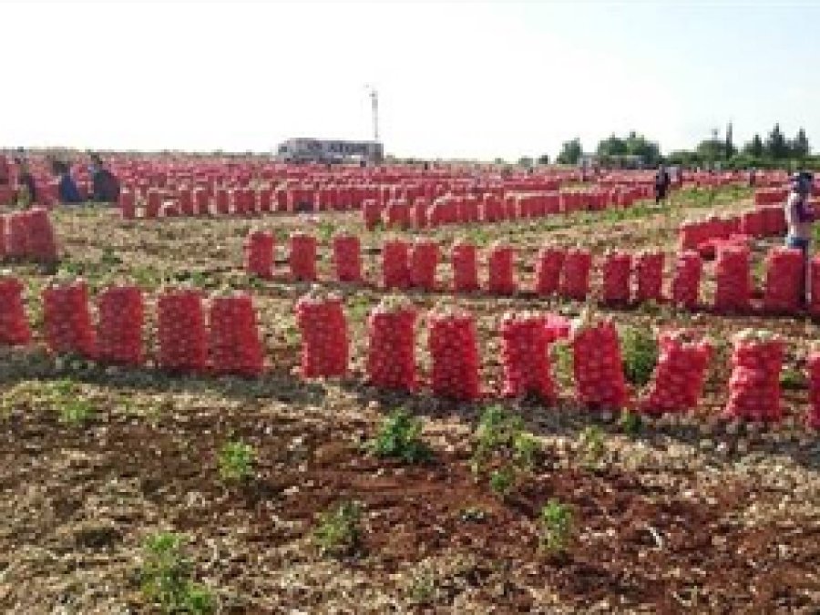 Soğanın fiyatı 20 kuruşa kadar düştü