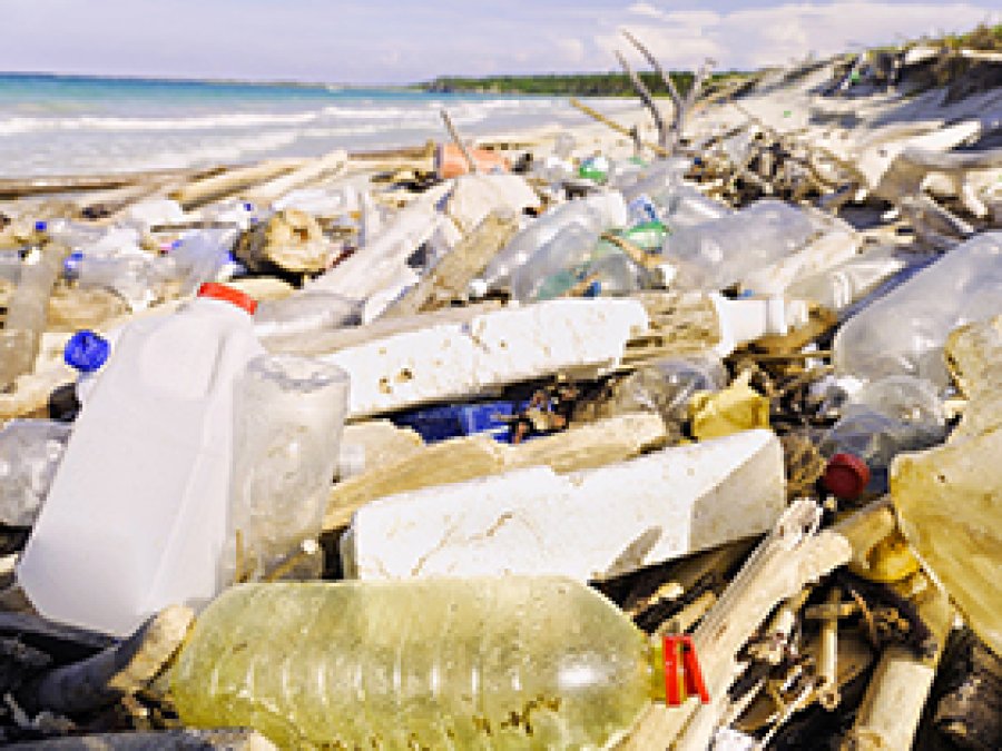 Plastik yiyen bir bakteri türü keşfedildi
