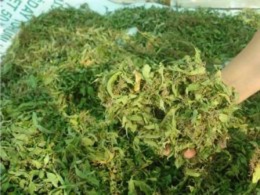 Şifalı çaylar Uludağ Üniversitesi’nden