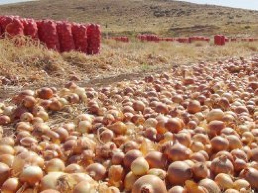 Çınar'da tonlarca soğan tarlalarda çürüyor