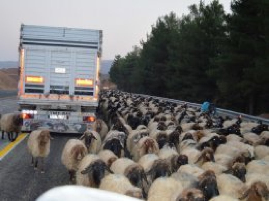 Yaylalardan dönen hayvanlar sürücülere zor anlar yaşatıyor