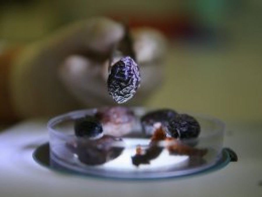 Hurma zeytininin gen haritası çıkarıldı