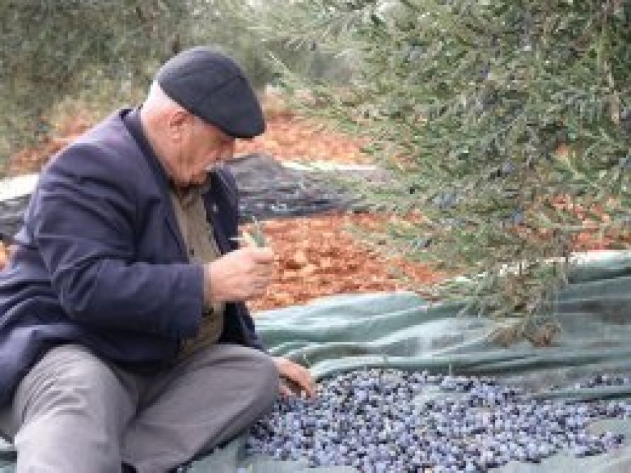 Kuraklık nedeniyle zeytin rekoltesi düşük