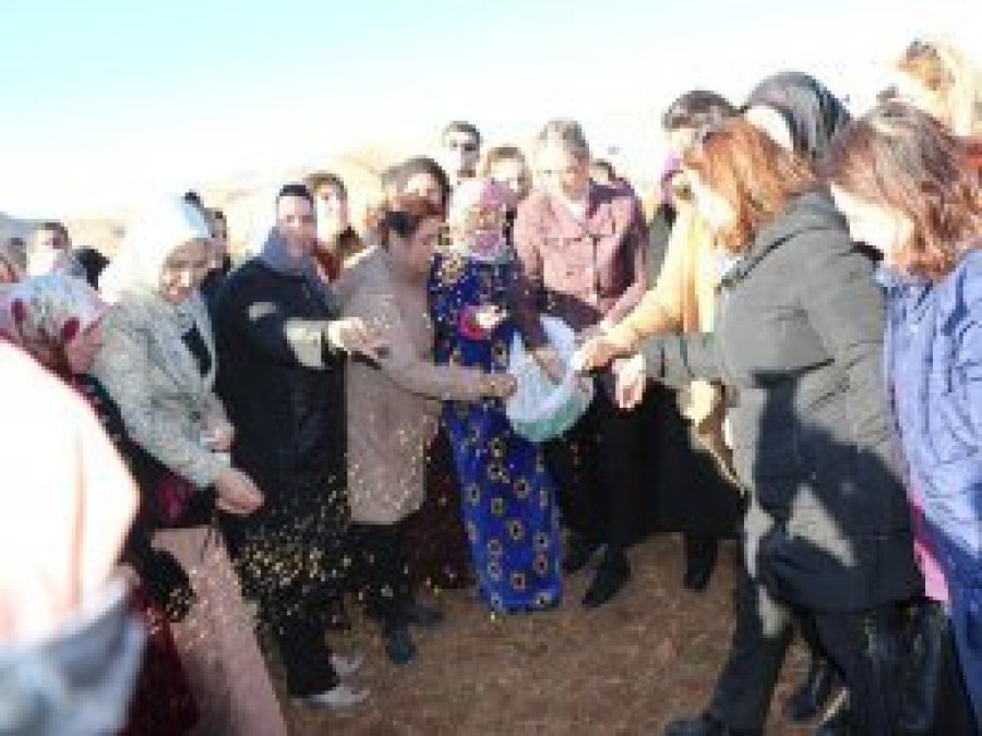 Türkiye'nin ilk yerli tohumu toprakla buluştu