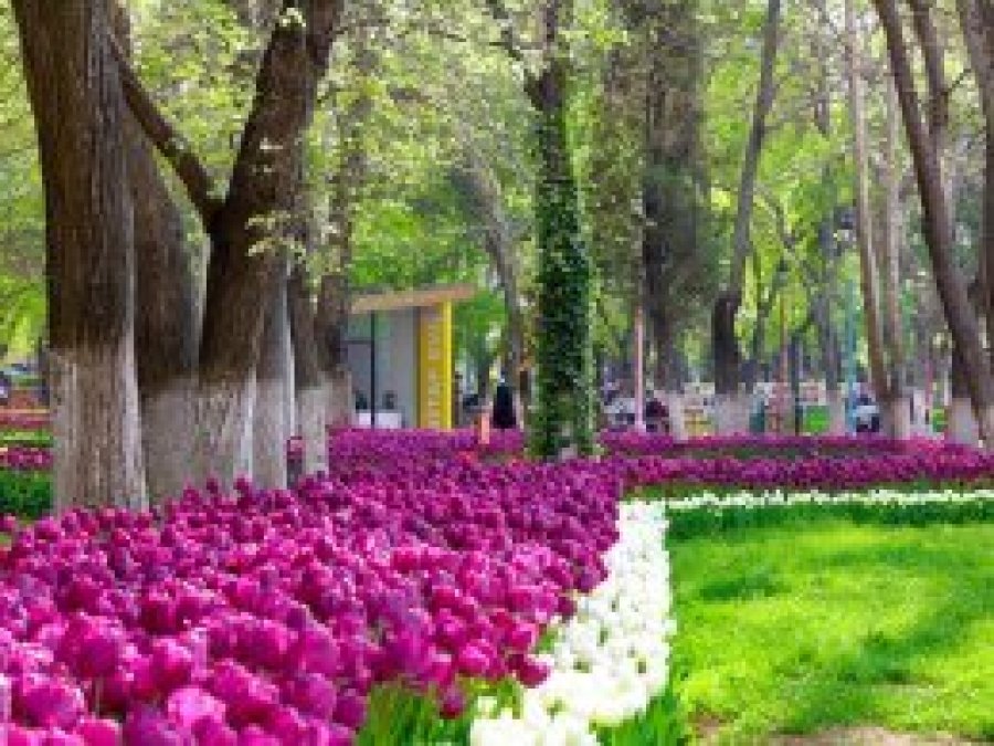 Antep’e 3 milyon lale dikildi