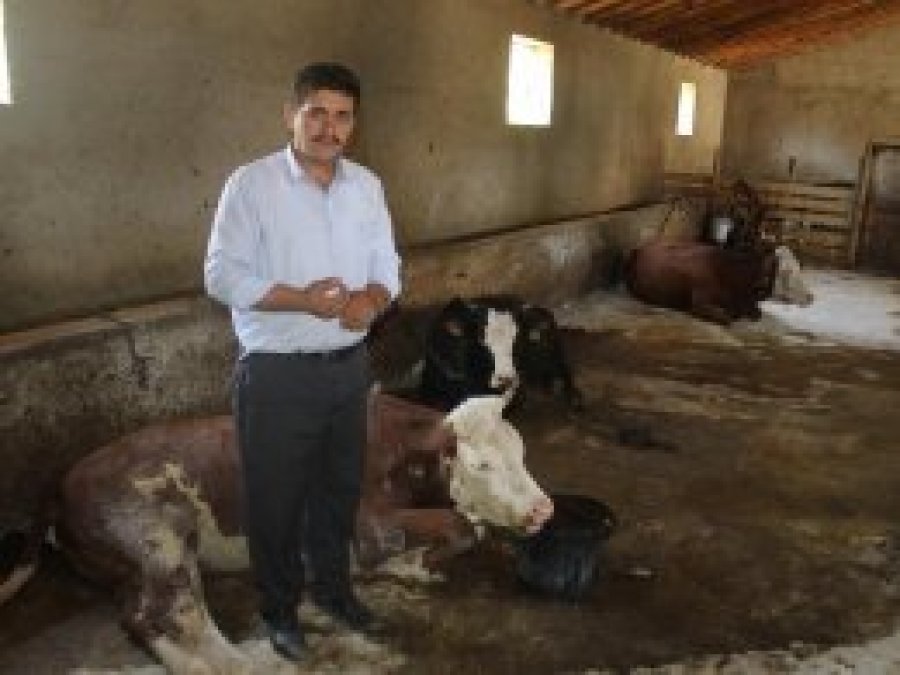 Köylünün geçim kaynağı olan inekler bir bir ölüyor