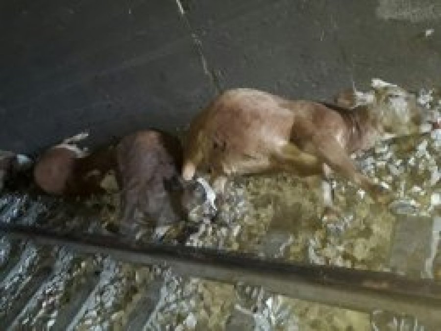 Tünele giren ineklere tren çarptı