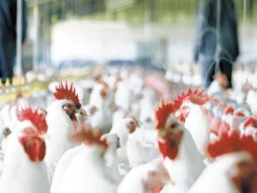 Beyaz et sektöründeki 19 şirkete soruşturma