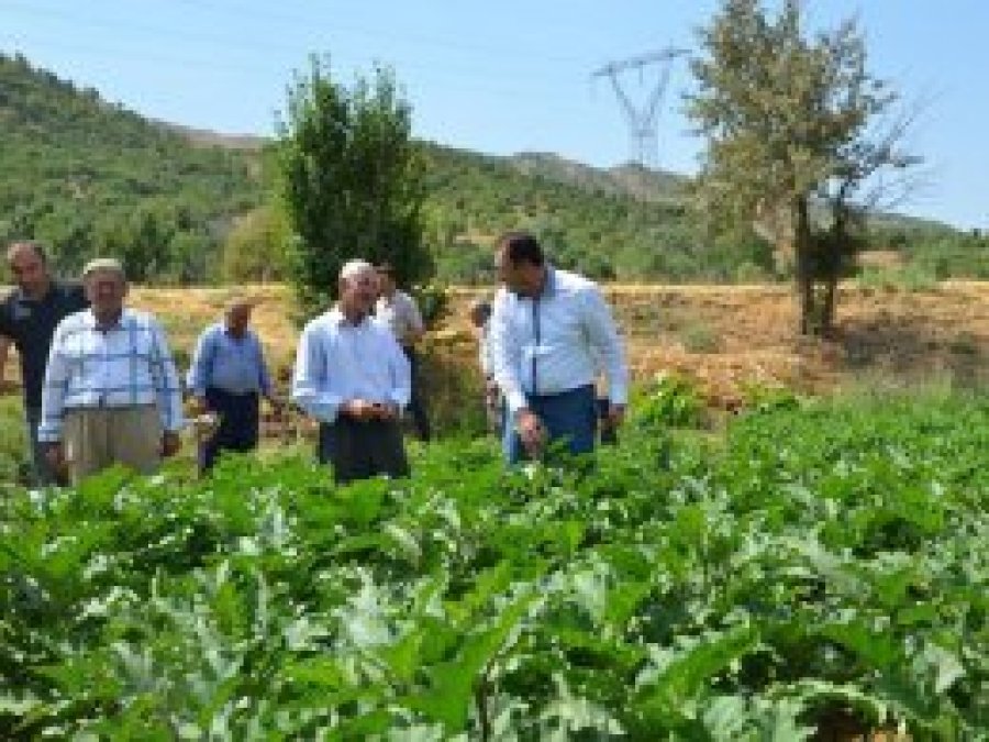 Yerli tohumlar güvence altında