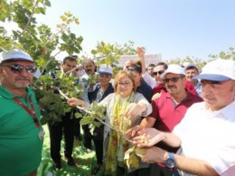 Antep fıstığı hasadı başladı