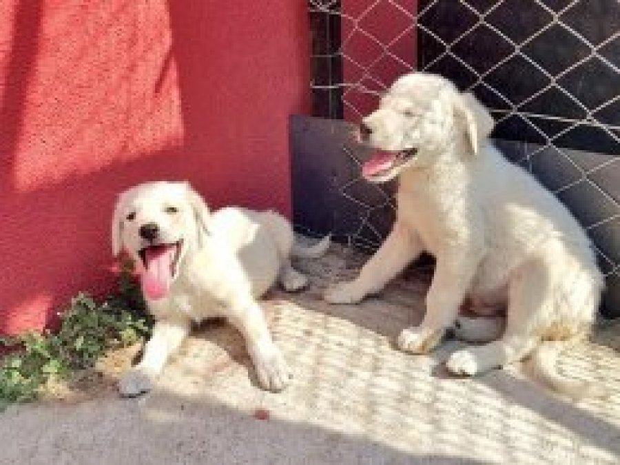 Yavru köpekler koruma altına alındı