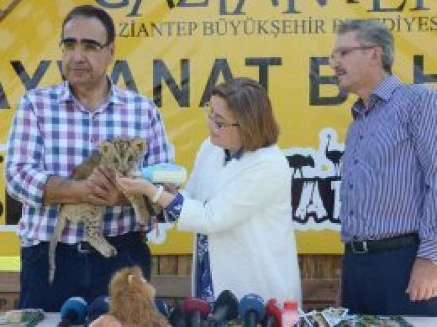 Cizre'de bulunan yavru aslan Antep'e getirildi
