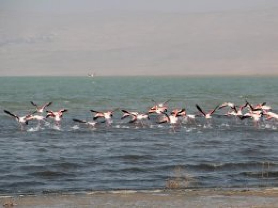 Erçek Gölü'nde flamingoların görsel şovu