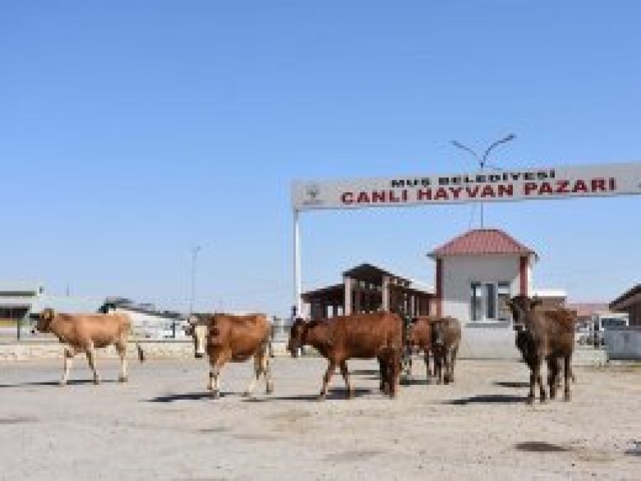 Muş'ta hayvan pazarında durgunluk