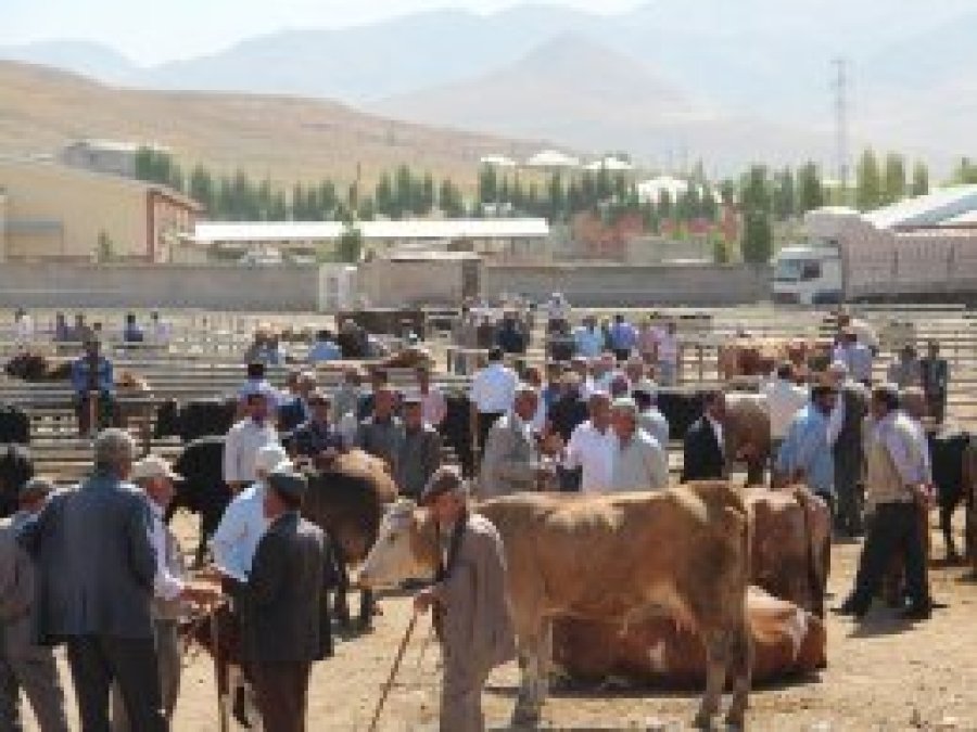 Van’da kurbanlık pazarı hareketlendi