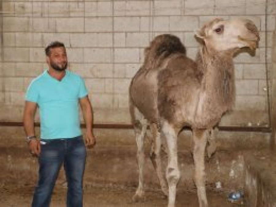 Yıl boyunca yetiştirdiği develeri bayramda satışa çıkarıyor