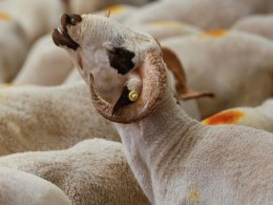 'Kurban keserken eziyet edenlere ceza verilecek'