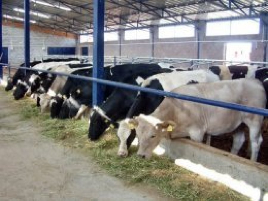 500 bin canlı hayvan ithal edilecek