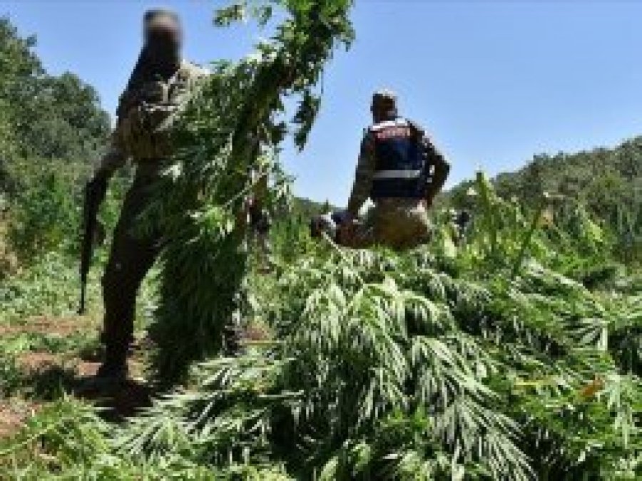 Diyarbakır'da bu yıl 15 milyon kök Hint keneviri ele geçirildi