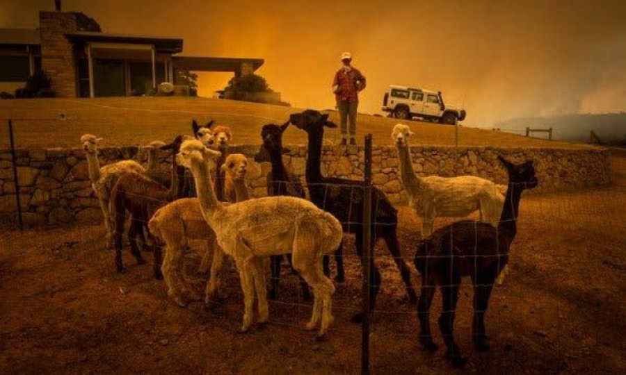 Avustralya’da 1,25 milyar hayvan öldü