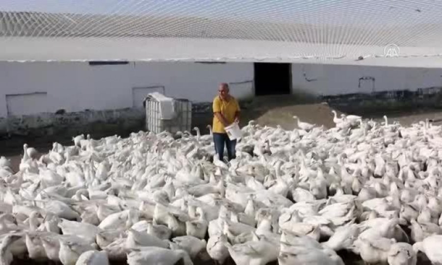 Hobi olarak başladıkları kaz yetiştiriciliğinde çiftlik sahibi oldular