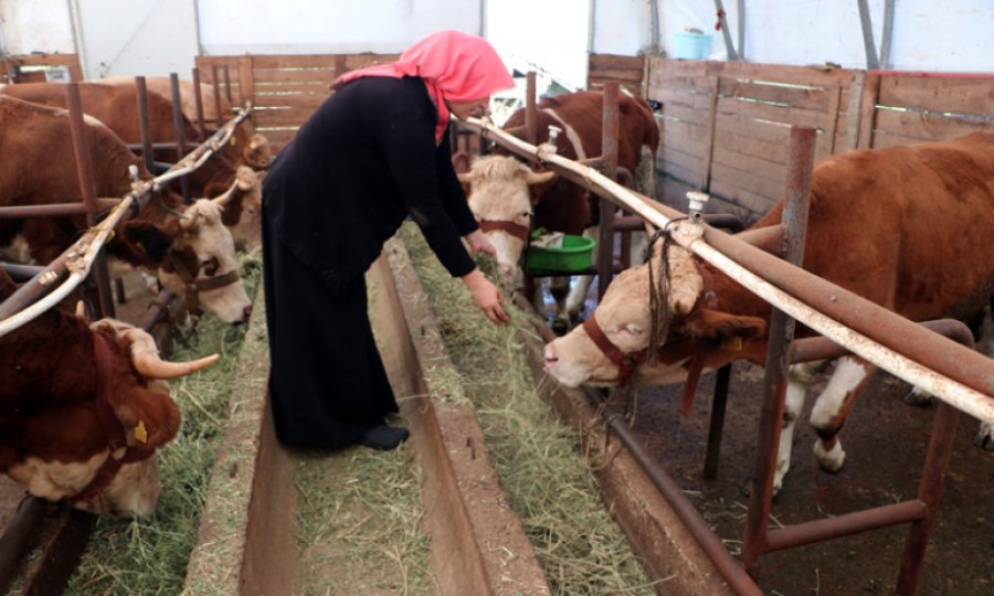 Köyüne döndü, 'Genç Çiftçi Projesi' ile besiciliğe başladı, şimdi siparişlere yetişemiyor