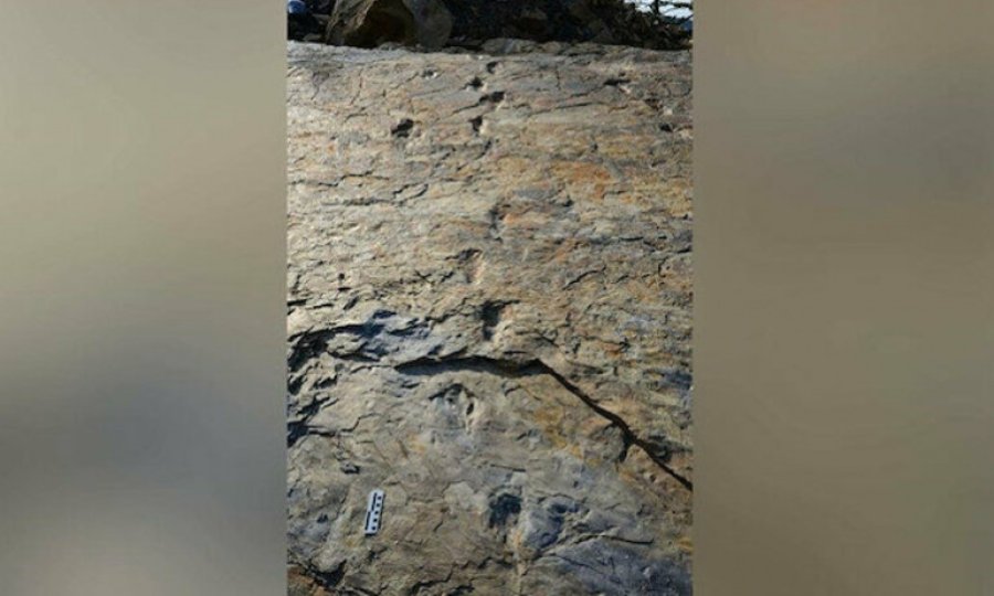 Milyonlarca yıl önce yaşamış 2 ayağı üzerinde yürüyebilen timsah türü bulundu