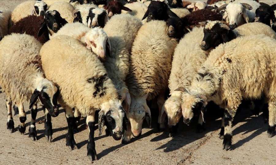 Tarım ve Orman Bakanlığından 'kurban rehberi'