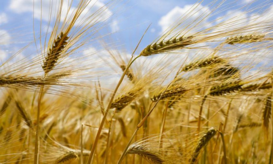 Rapor: Koronavirüs gıda fiyatlarını düşürecek