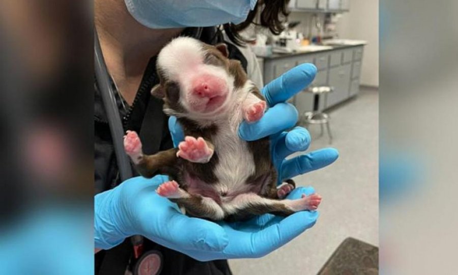 Dünyada ilk kez 6 ayaklı ve iki kuyruklu doğan bir köpek hayatta kaldı