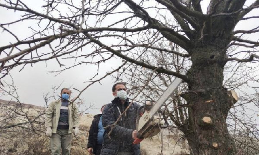 Tunceli'de, menengiç ağaçlarında Antep fıstığı yetişecek