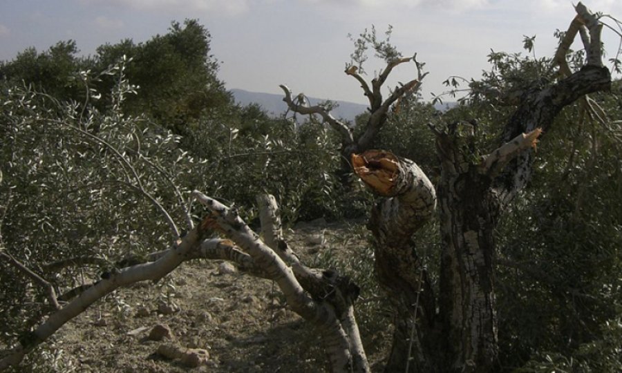 Yahudiler Filistinlilerin zeytin ağaçlarını kesmeyi sürdürüyor