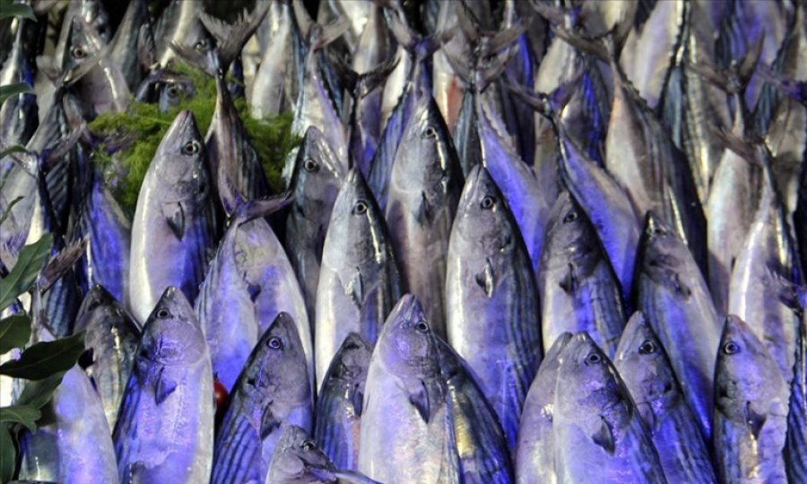 Palamutta 10 kata varan bolluk yaşanıyor, hamsi ve lüferde de bereket bekleniyor
