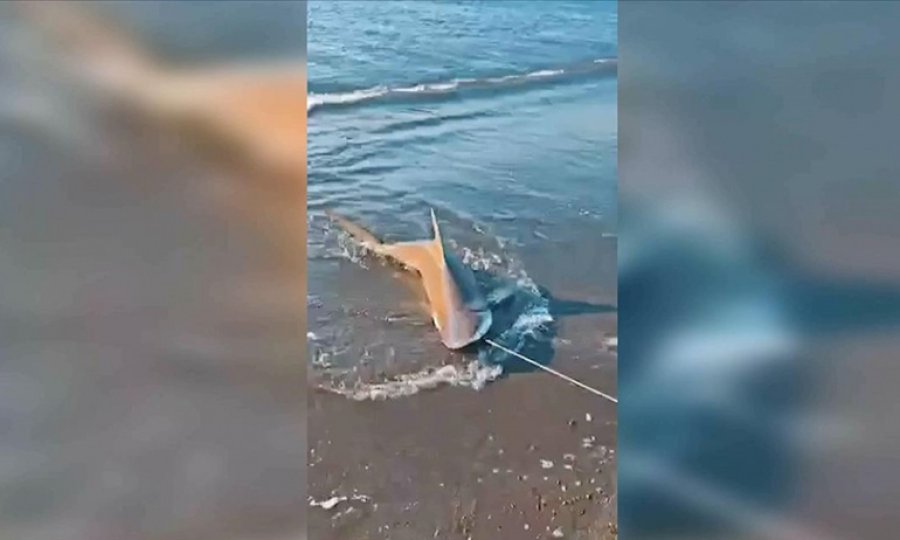 Hatay'da balıkçı oltasına kum köpek balığı takıldı
