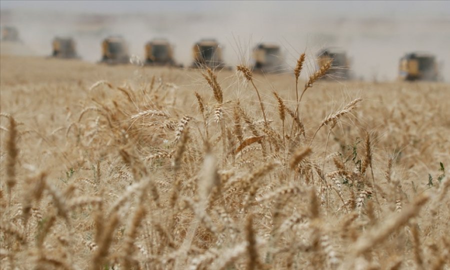 Hindistan, küresel talebi karşılamak için daha fazla buğday arzına hazır